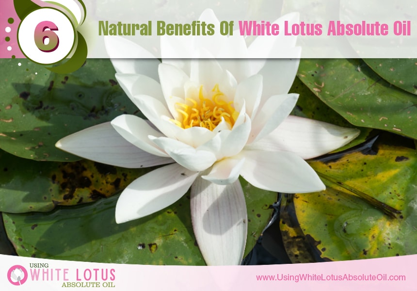  white lotus absolute oil for skin